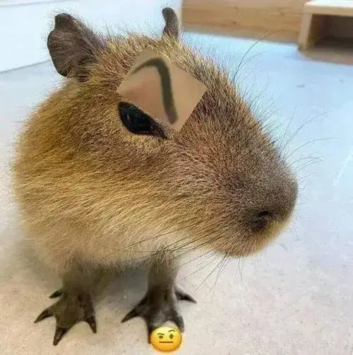 anh avatar capybara vo tri hai huoc 13