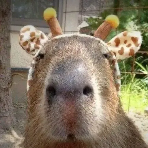 anh avatar capybara vo tri hai huoc 28