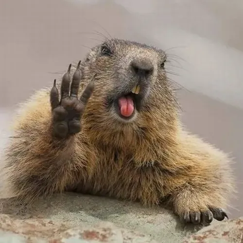 anh avatar capybara vo tri hai huoc 39