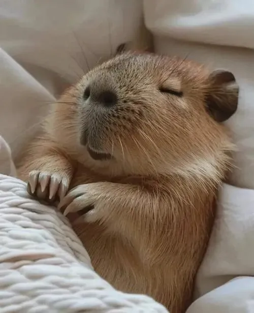 anh avatar capybara vo tri hai huoc 44