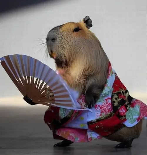 Capybara trạng thái thản nhiên đối lập hoàn toàn với drama