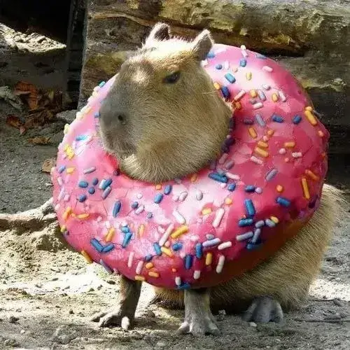 anh avatar capybara vo tri hai huoc 6