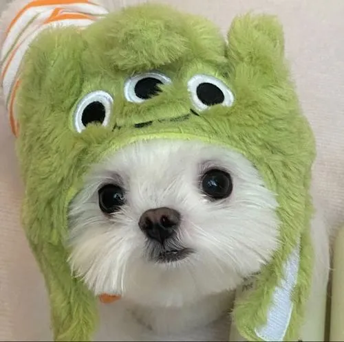 Avatar cún con cute dành cho người thích sự ngây thơ