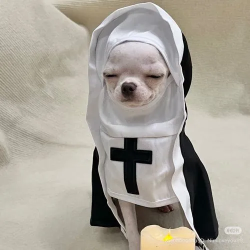 Hình profile cute cún con mang cảm giác ấm áp
