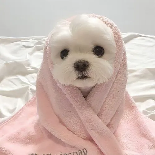 Ánh mắt và mũi của cún tạo kết nối nhẹ nhàng