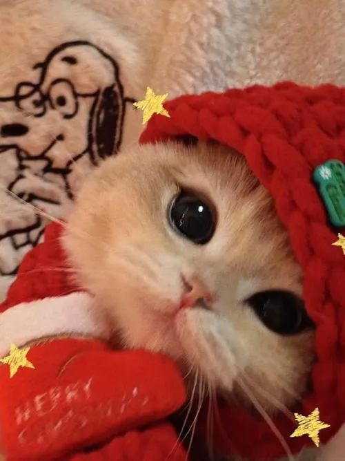 Ảnh avatar mèo nhà mùa Noel với mũ đỏ và ánh đèn vàng