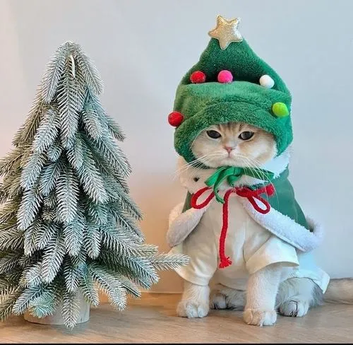Hình avt bé mèo cosplay ông già Noel cực dễ thương