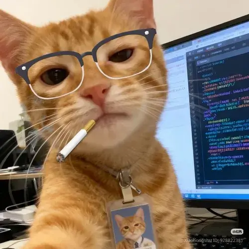 Ảnh avatar mèo hài hước với biểu cảm gương mặt nhìn là cười