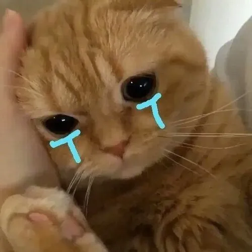 Avatar dễ thương mèo rưng rưng với mi cong và mắt ướt