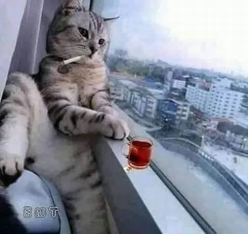 anh avatar meo ngau lanh lung 45