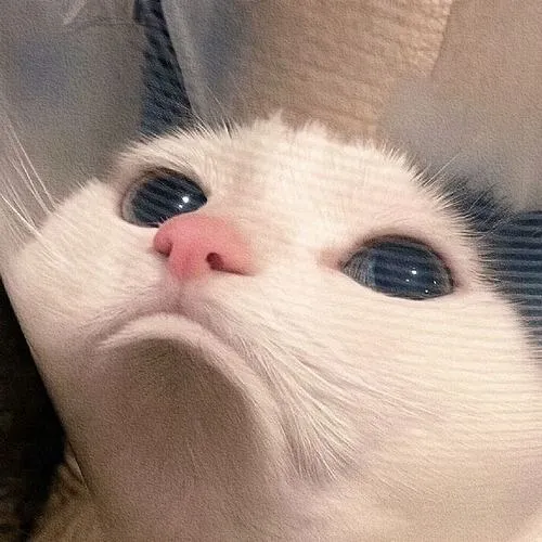 Ảnh profile mèo meme dành cho tâm hồn nhây mà không cần nói nhiều