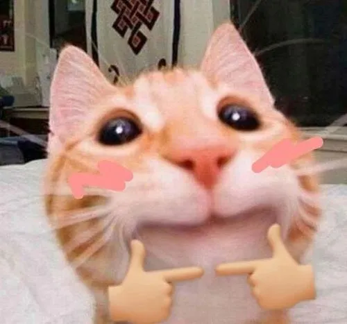 Sự trớ trêu lan tỏa từ mèo meme trong khoảnh khắc