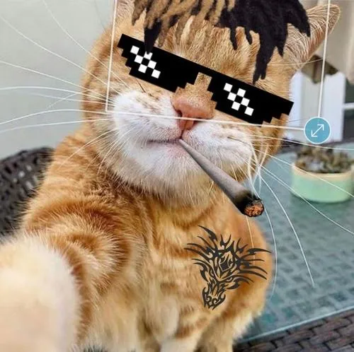 Bộ 65 Avatar Mèo Meme hài hước giúp profile bớt nhạt và tăng độ lầy khó cưỡng