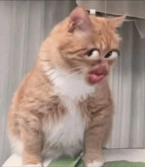 avatar meo meme hai huoc 45