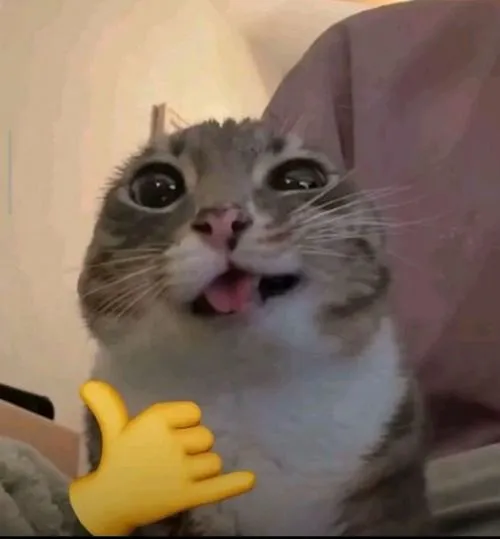 avatar meo meme hai huoc 50