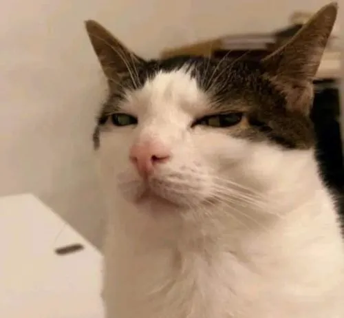 avatar meo meme hai huoc 53