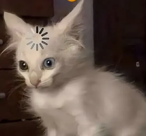 avatar meo meme hai huoc 56