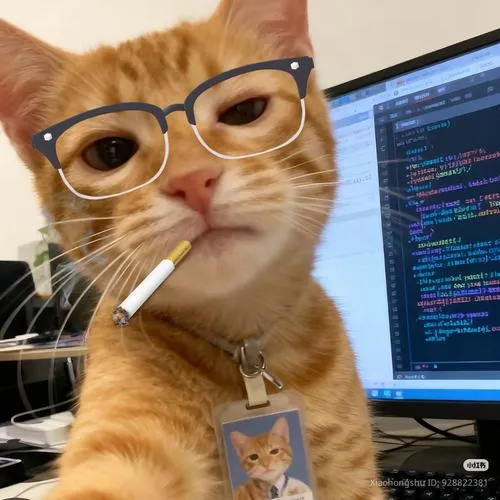 Hình profile mèo meme phong cách meme hóa đơn giản tương phản
